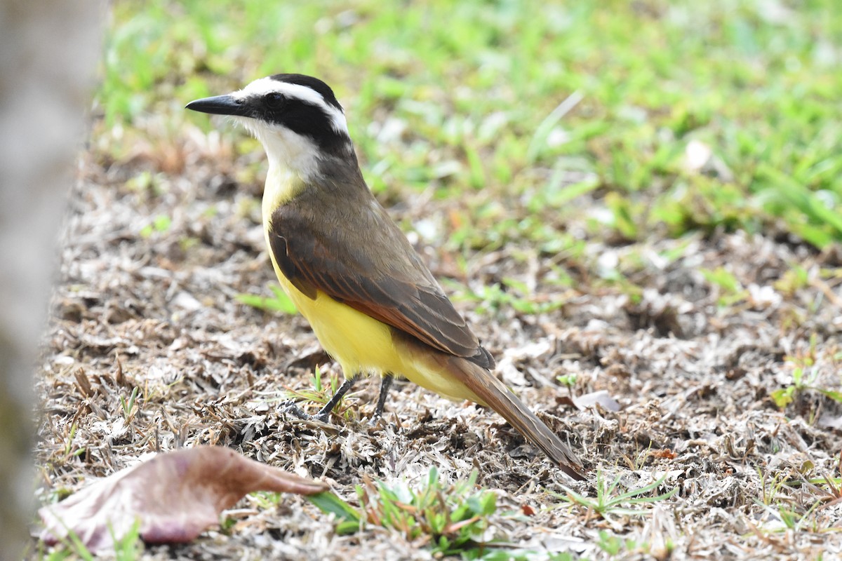 Great Kiskadee - ML620684062