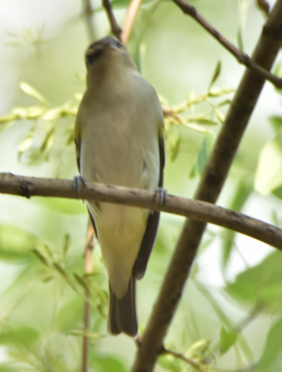 Red-eyed Vireo - ML620684070