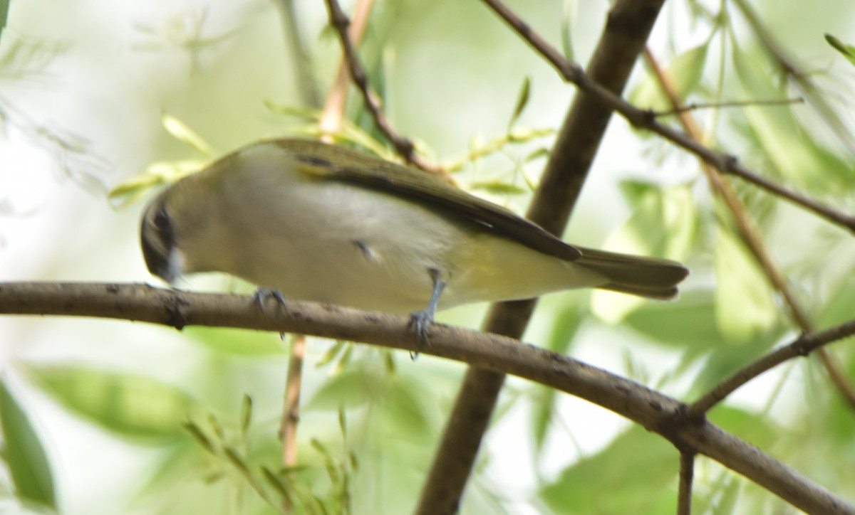 Kızıl Gözlü Vireo - ML620684071