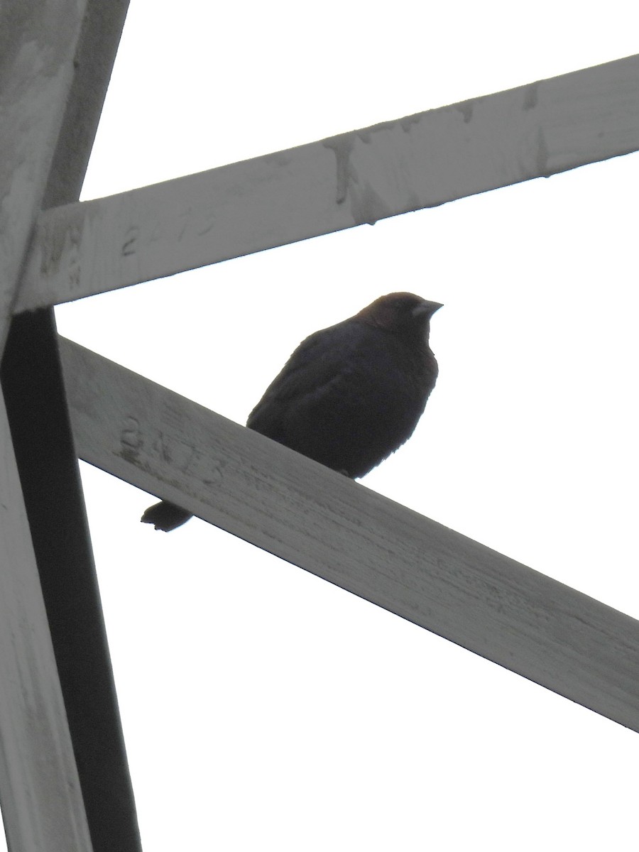 Brown-headed Cowbird - ML620684077