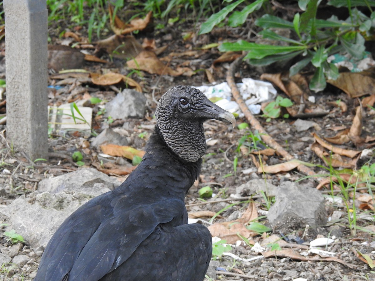 Black Vulture - Coral Avilés Santiago