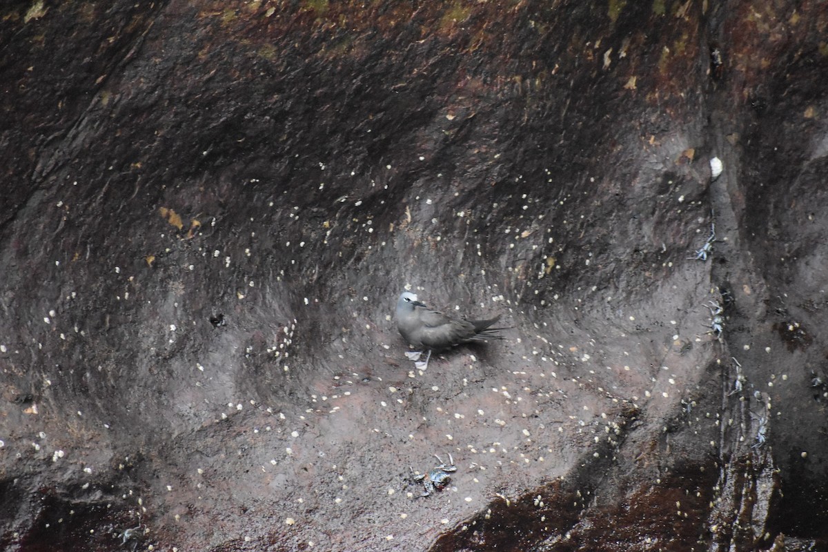 Brown Noddy - ML620684091