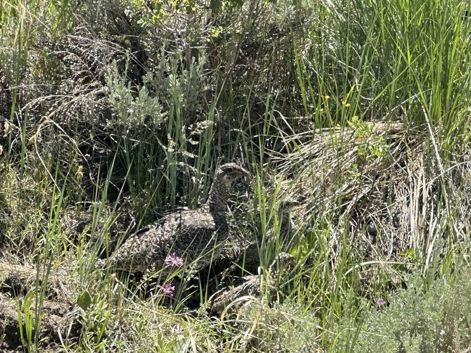 Greater Sage-Grouse - ML620684096