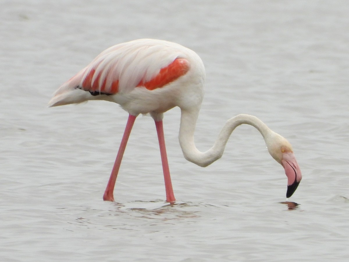 Greater Flamingo - ML620684102