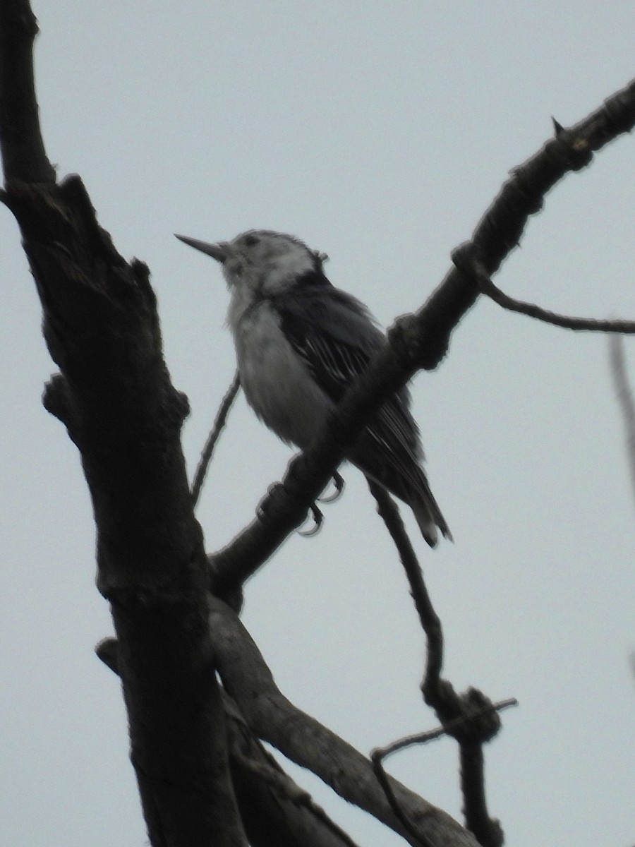 White-breasted Nuthatch - ML620684107