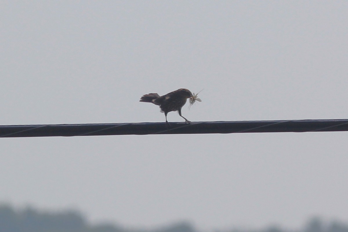 Red-winged Blackbird - ML620684108