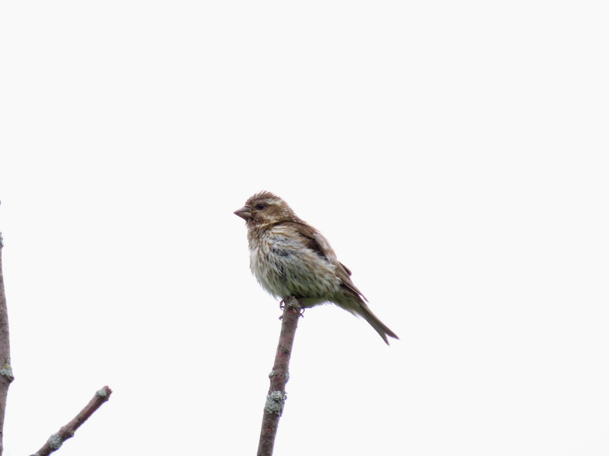 Purple Finch - ML620684109