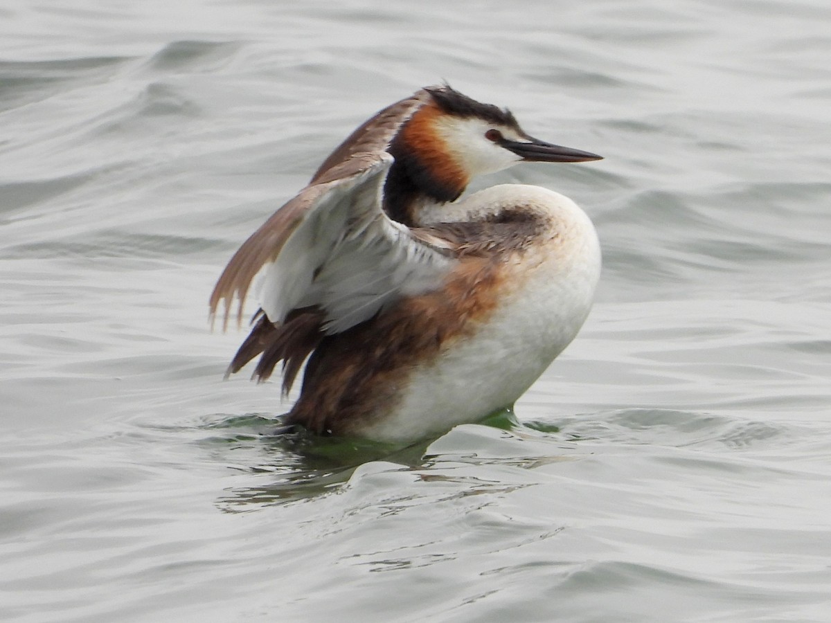 Great Crested Grebe - ML620684110