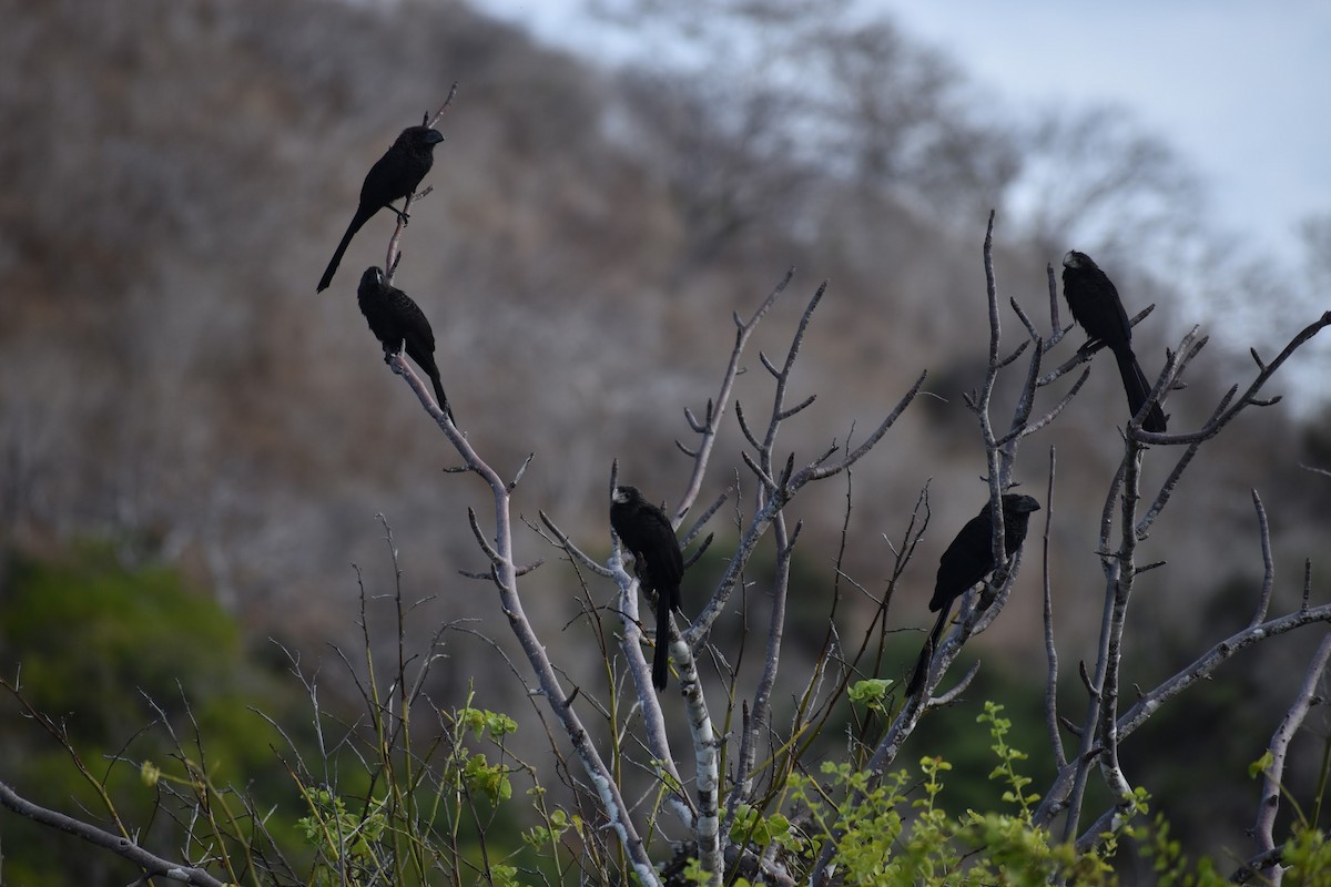 Smooth-billed Ani - ML620684111