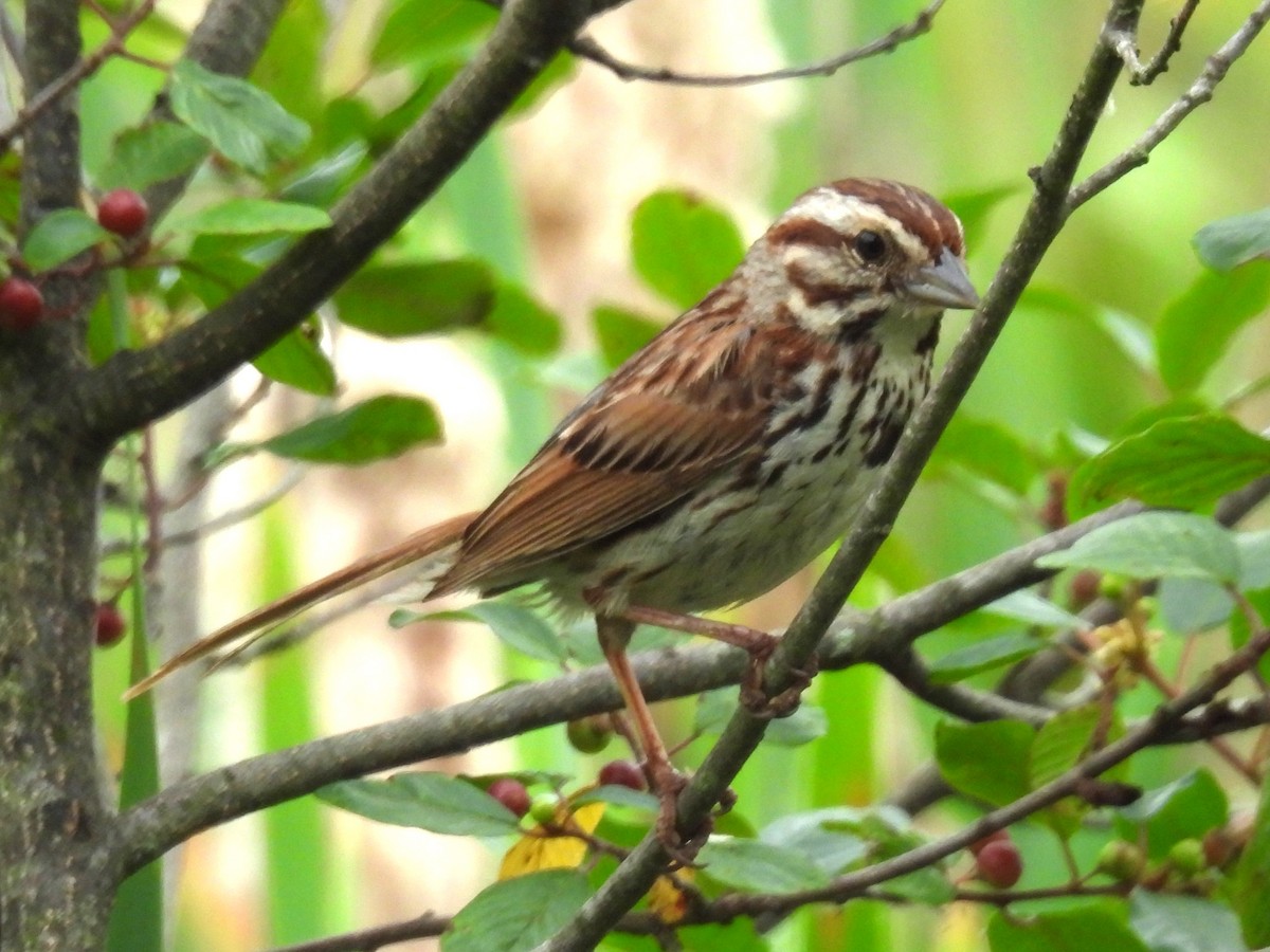 Song Sparrow - ML620684112