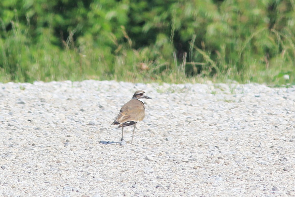 Killdeer - ML620684113