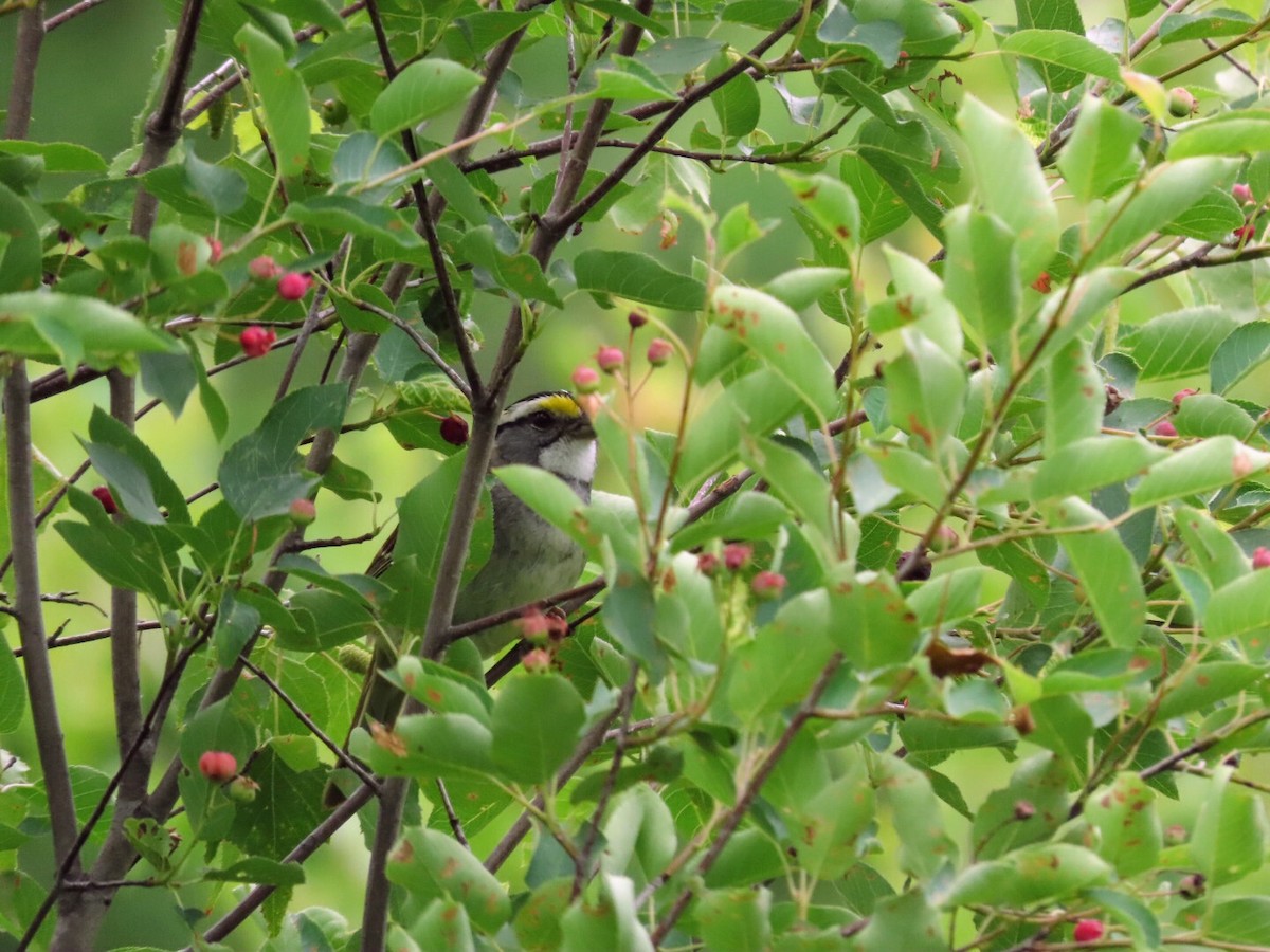 White-throated Sparrow - ML620684114