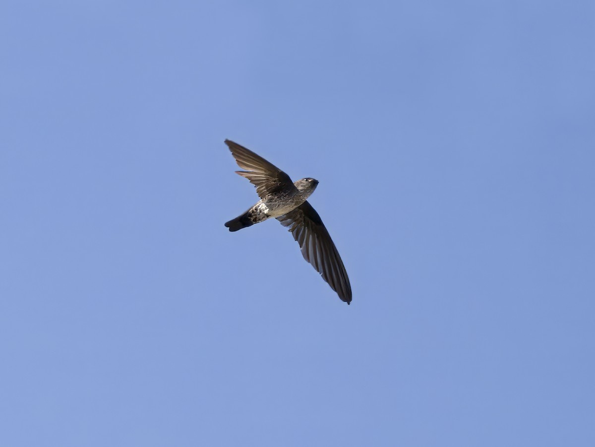 Gray-rumped Swiftlet - ML620684115