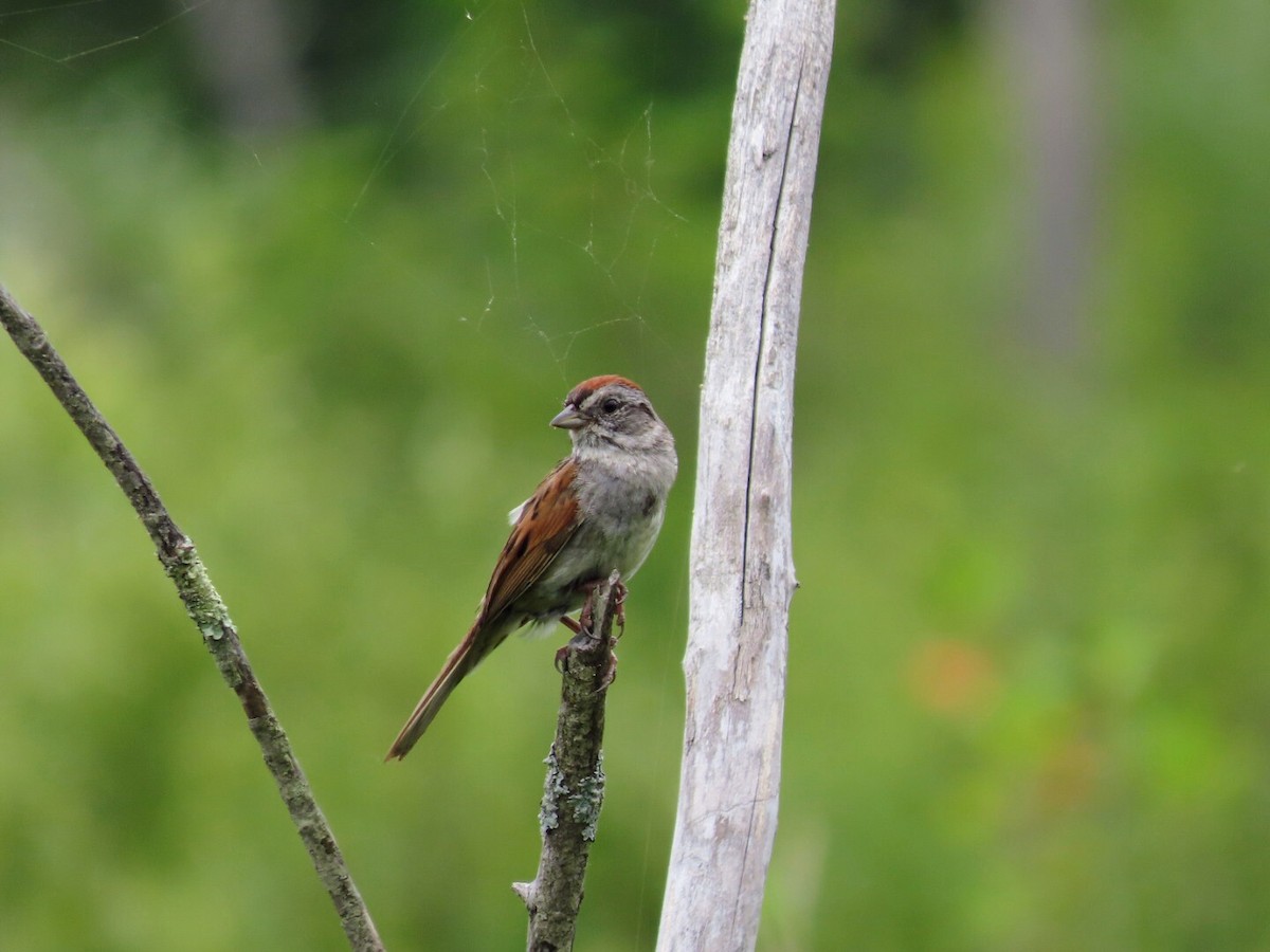 Swamp Sparrow - ML620684116