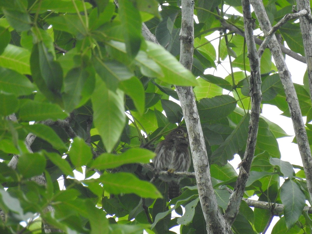 Ferruginous Pygmy-Owl - ML620684118