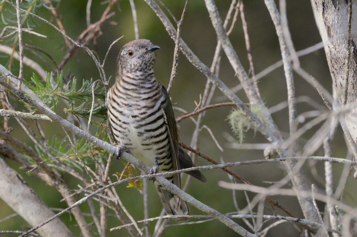 kukačka blýskavá (ssp. plagosus) - ML620684119