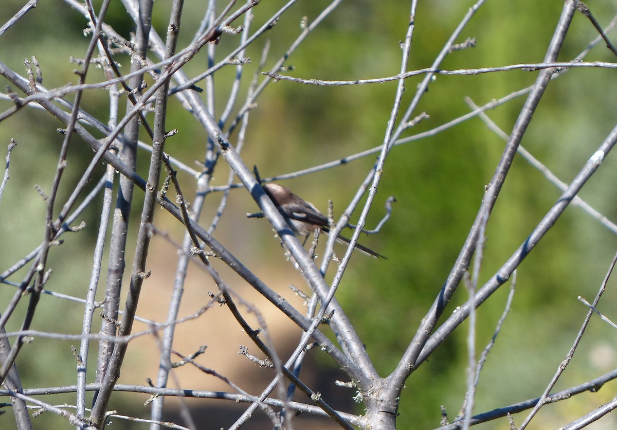 Long-tailed Tit - ML620684122