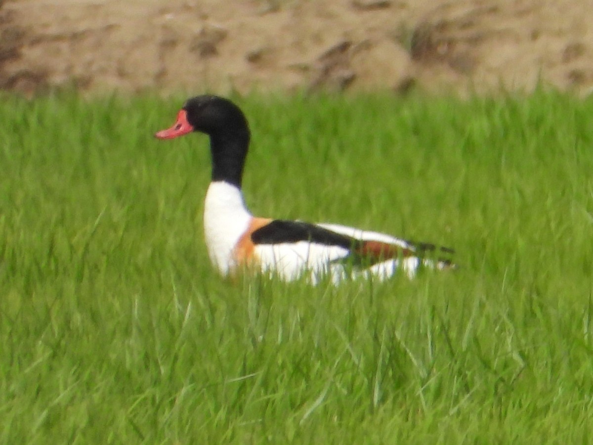 Common Shelduck - ML620684123