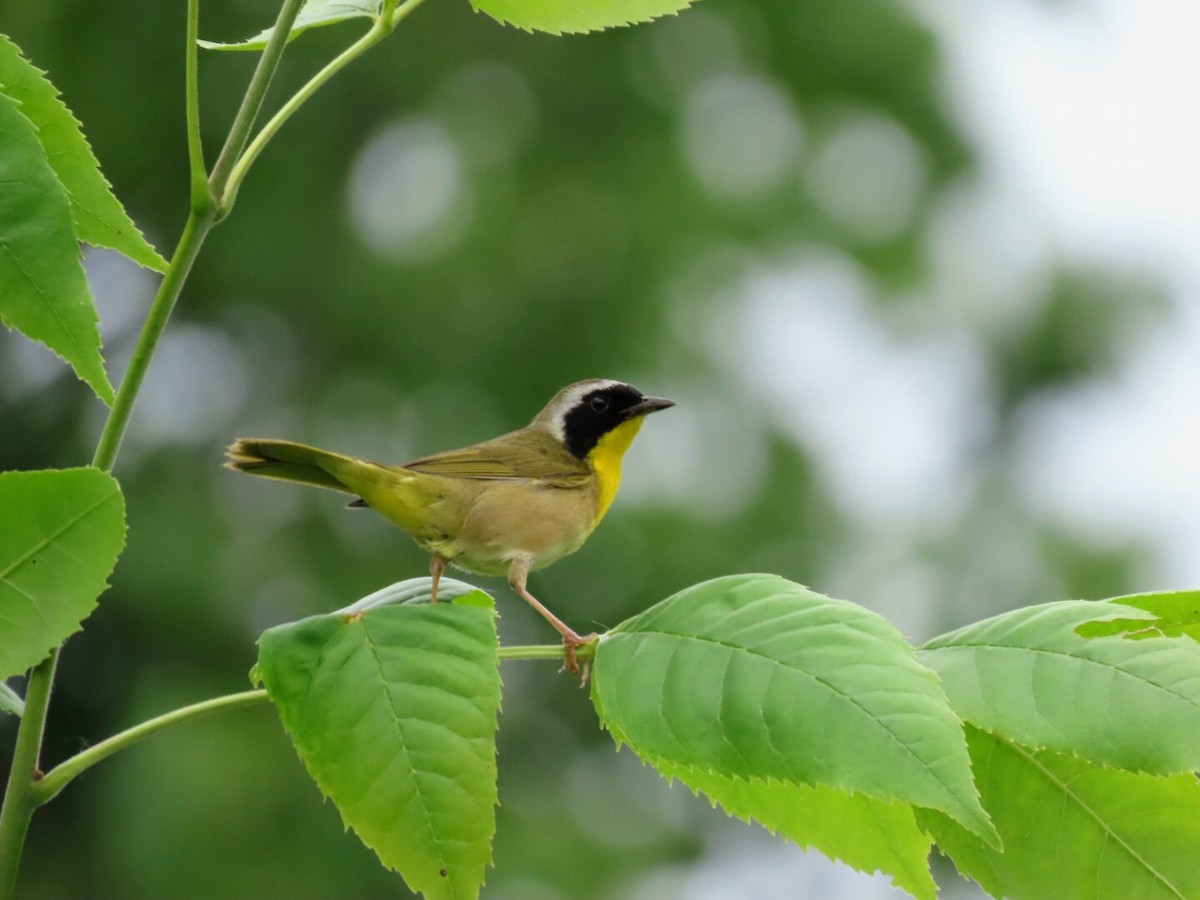 Common Yellowthroat - ML620684124