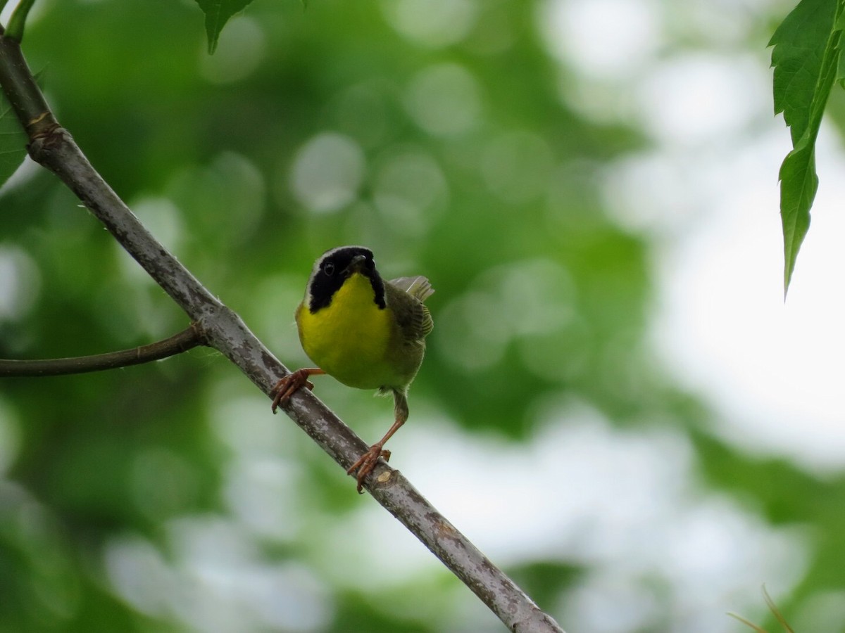 Common Yellowthroat - ML620684125