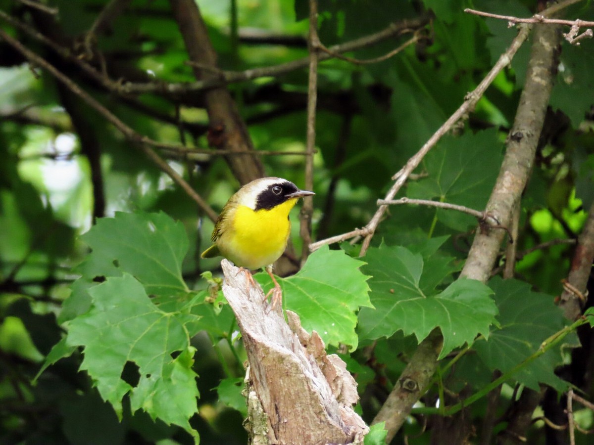 Common Yellowthroat - ML620684127