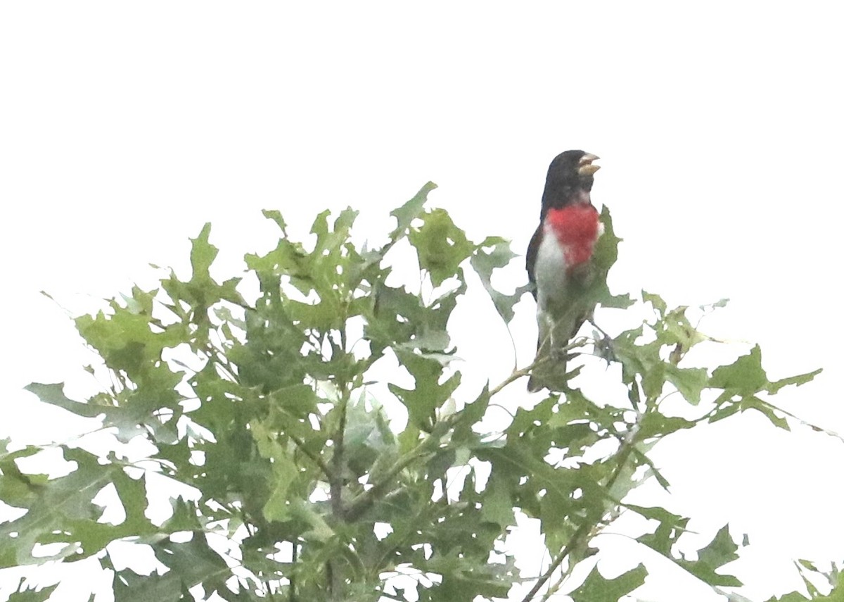 Rose-breasted Grosbeak - ML620684129