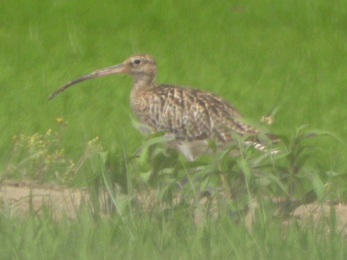 Eurasian Curlew - Mary Leigh