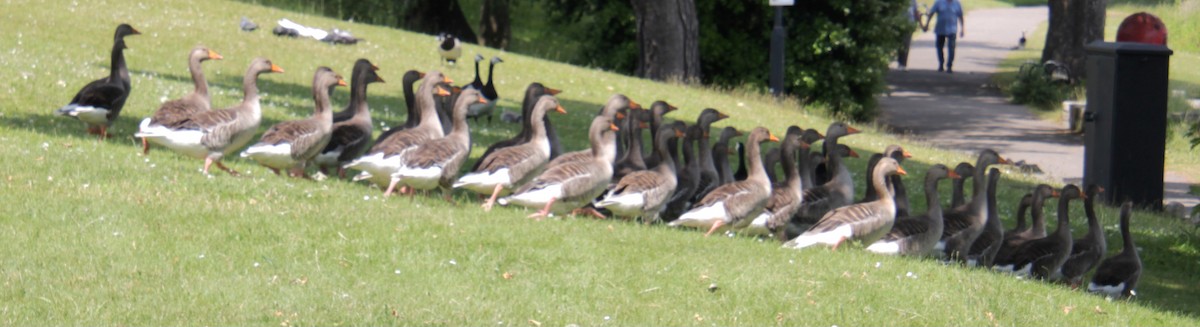 Graylag Goose (European) - ML620684132