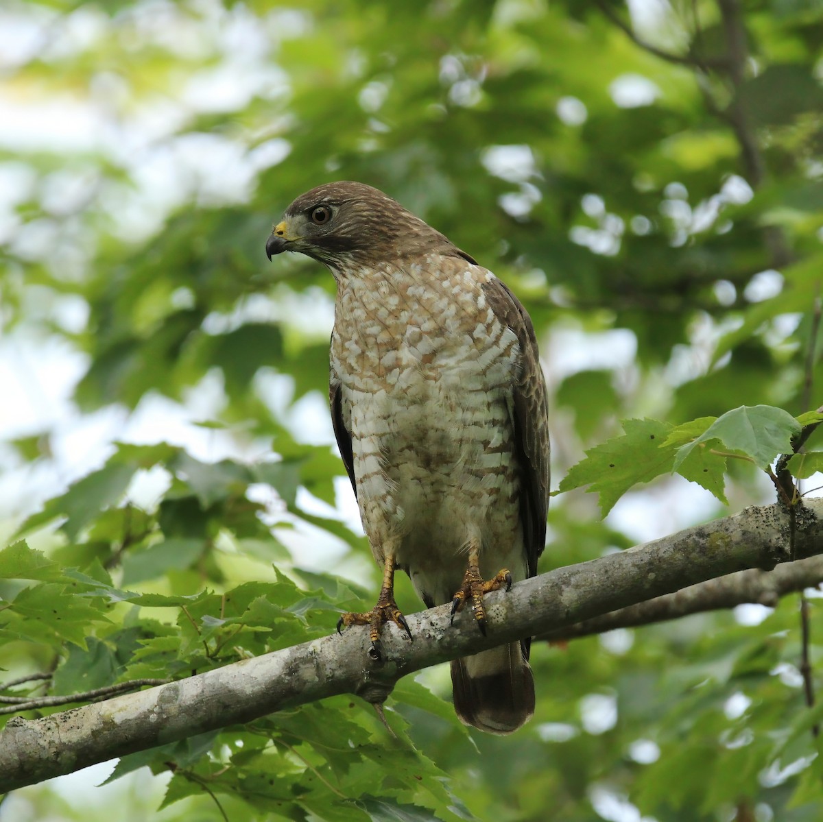 Broad-winged Hawk - ML620684133