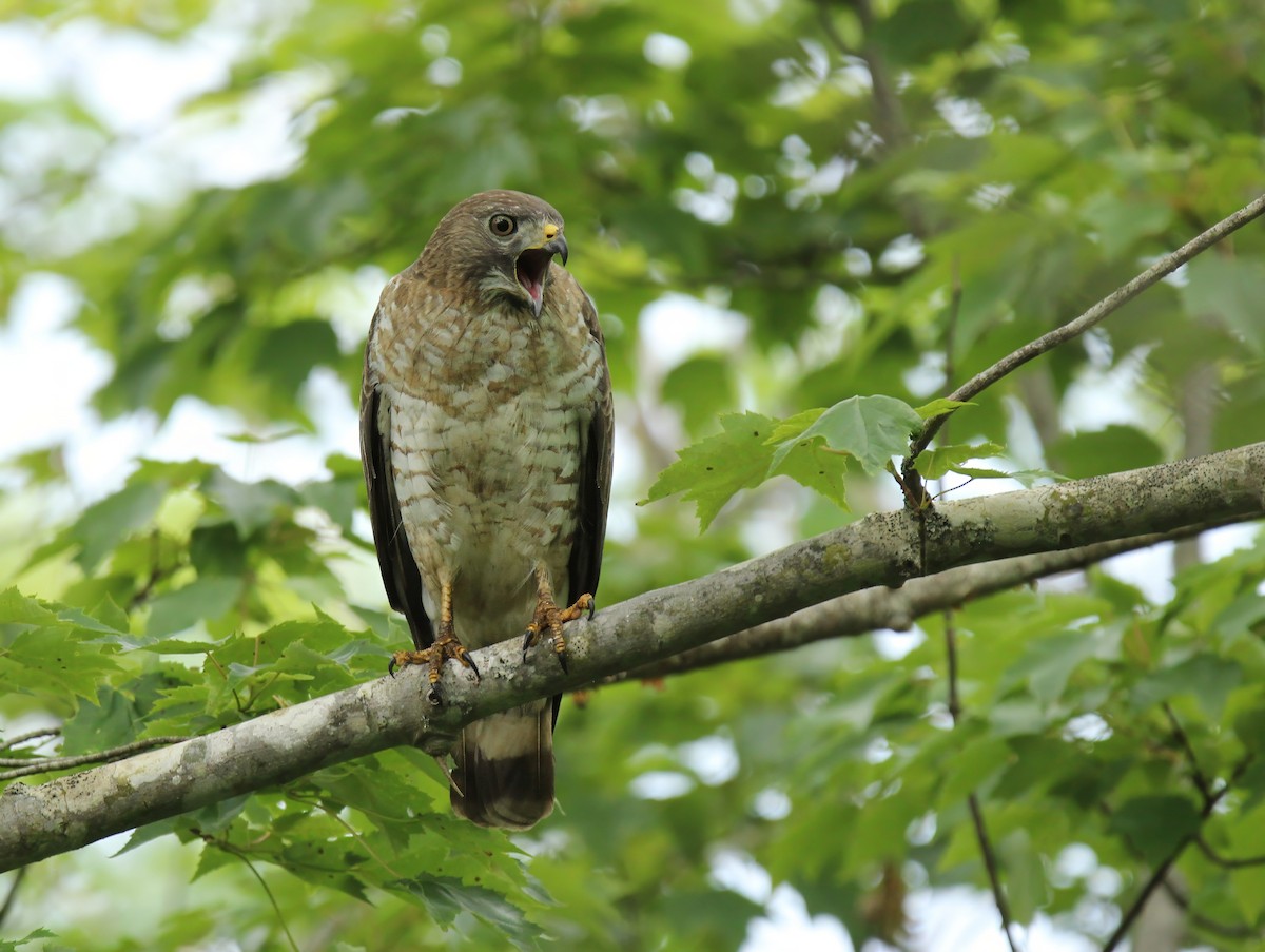 Broad-winged Hawk - ML620684134