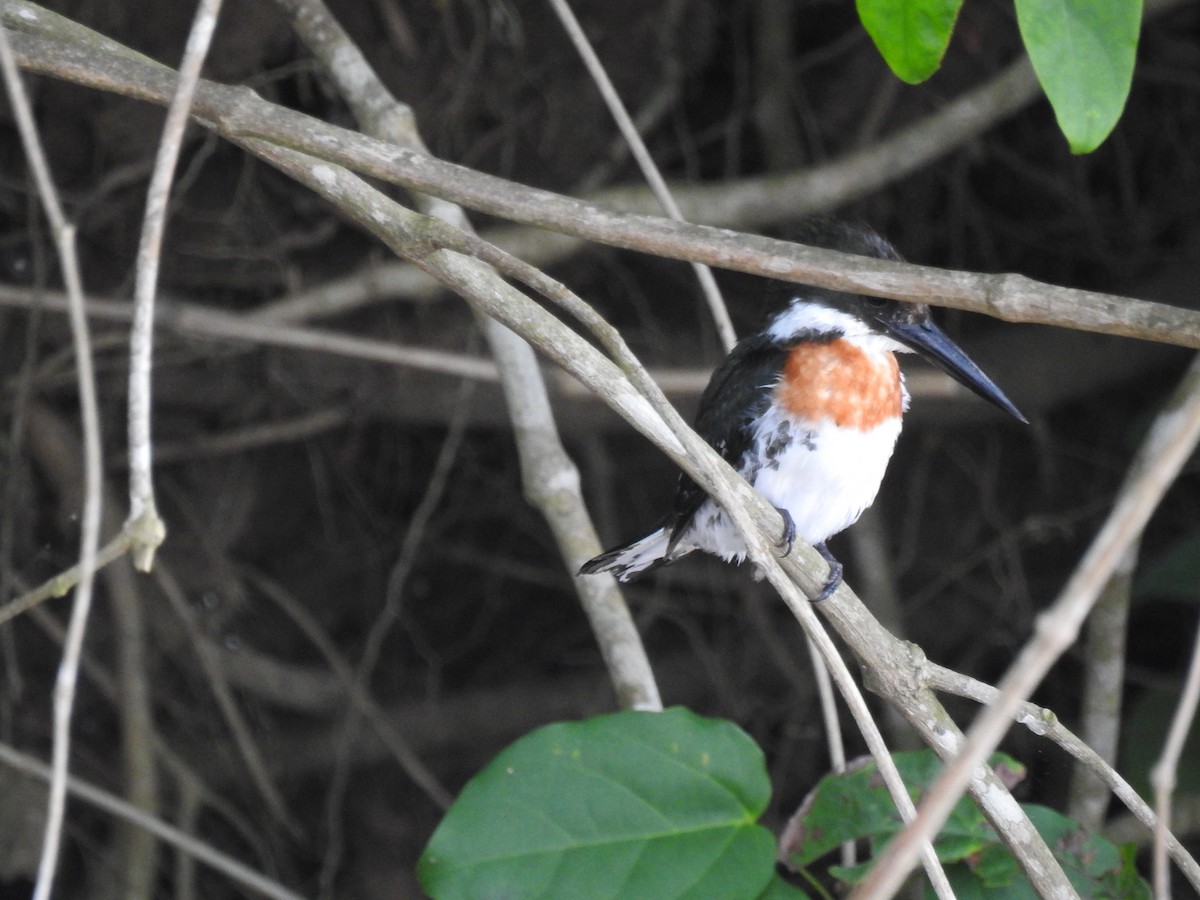 Green Kingfisher - ML620684135