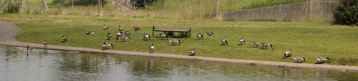 berneška velká [skupina canadensis] - ML620684137