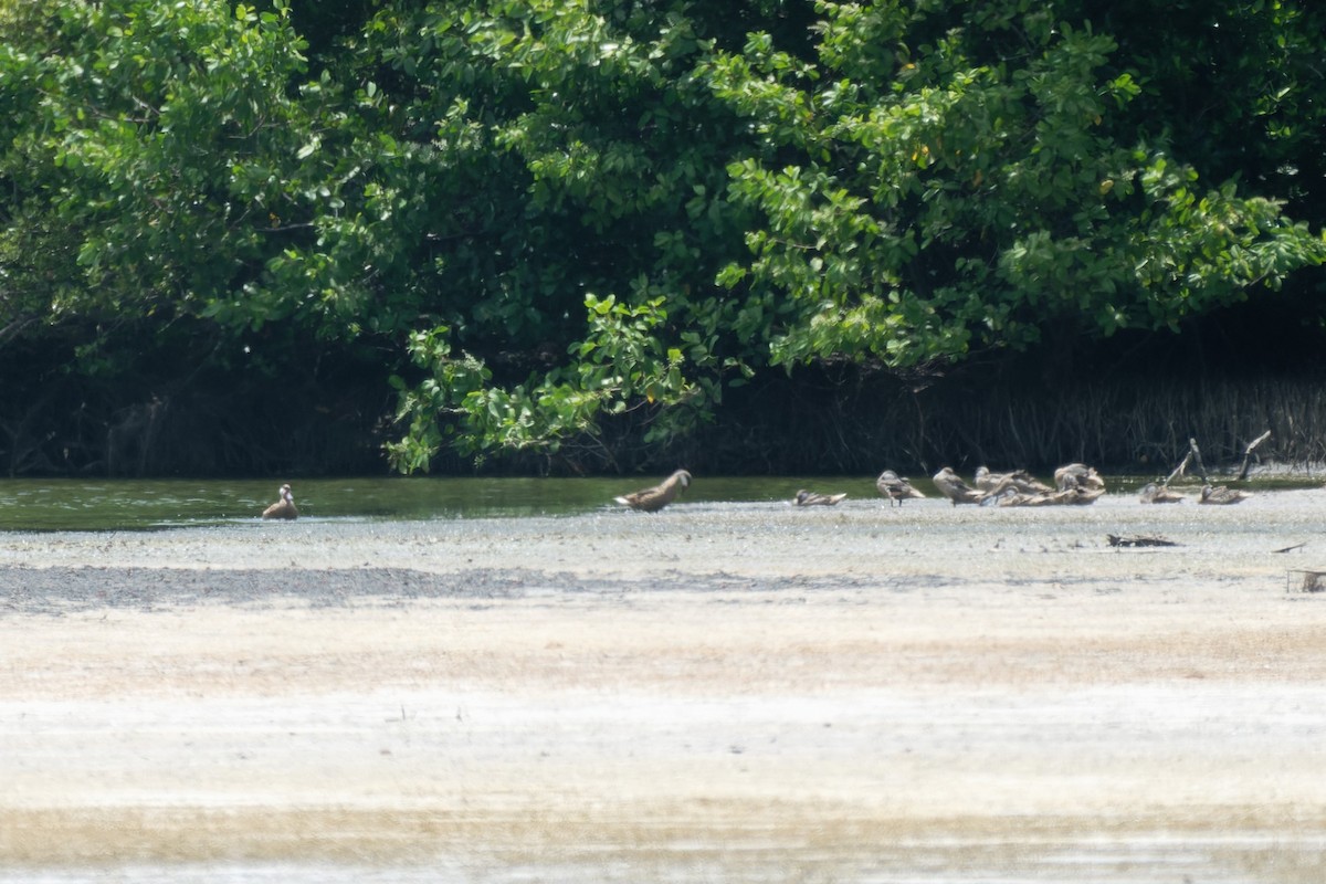 White-cheeked Pintail - ML620684138