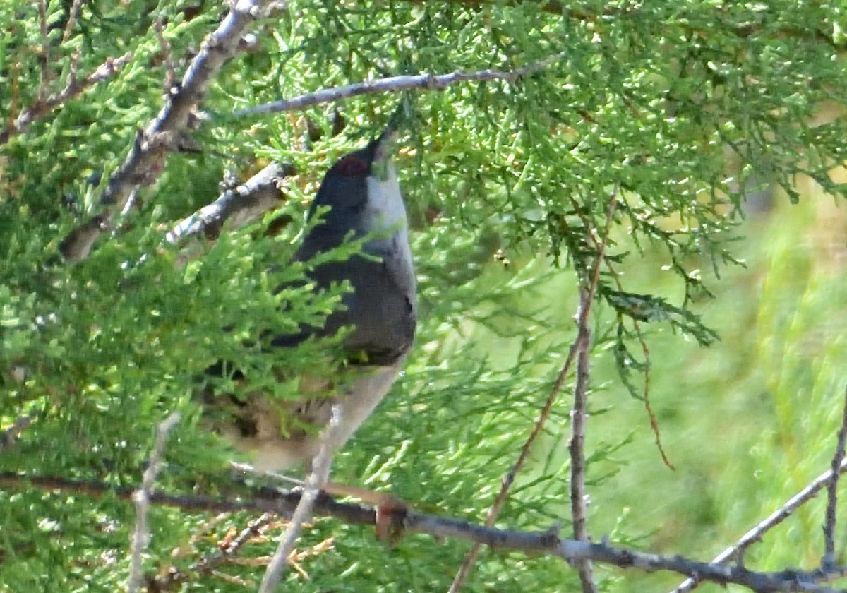 Sardinian Warbler - ML620684140