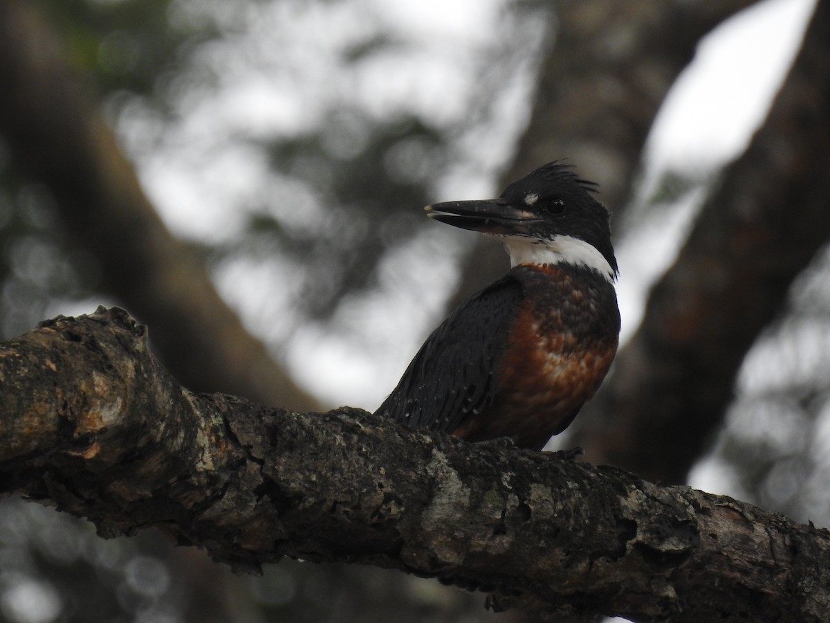 Green Kingfisher - ML620684144