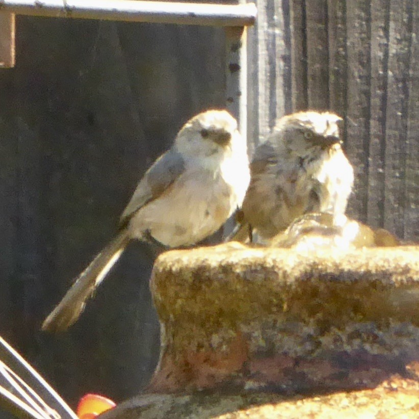 Bushtit (Pacific) - ML620684145