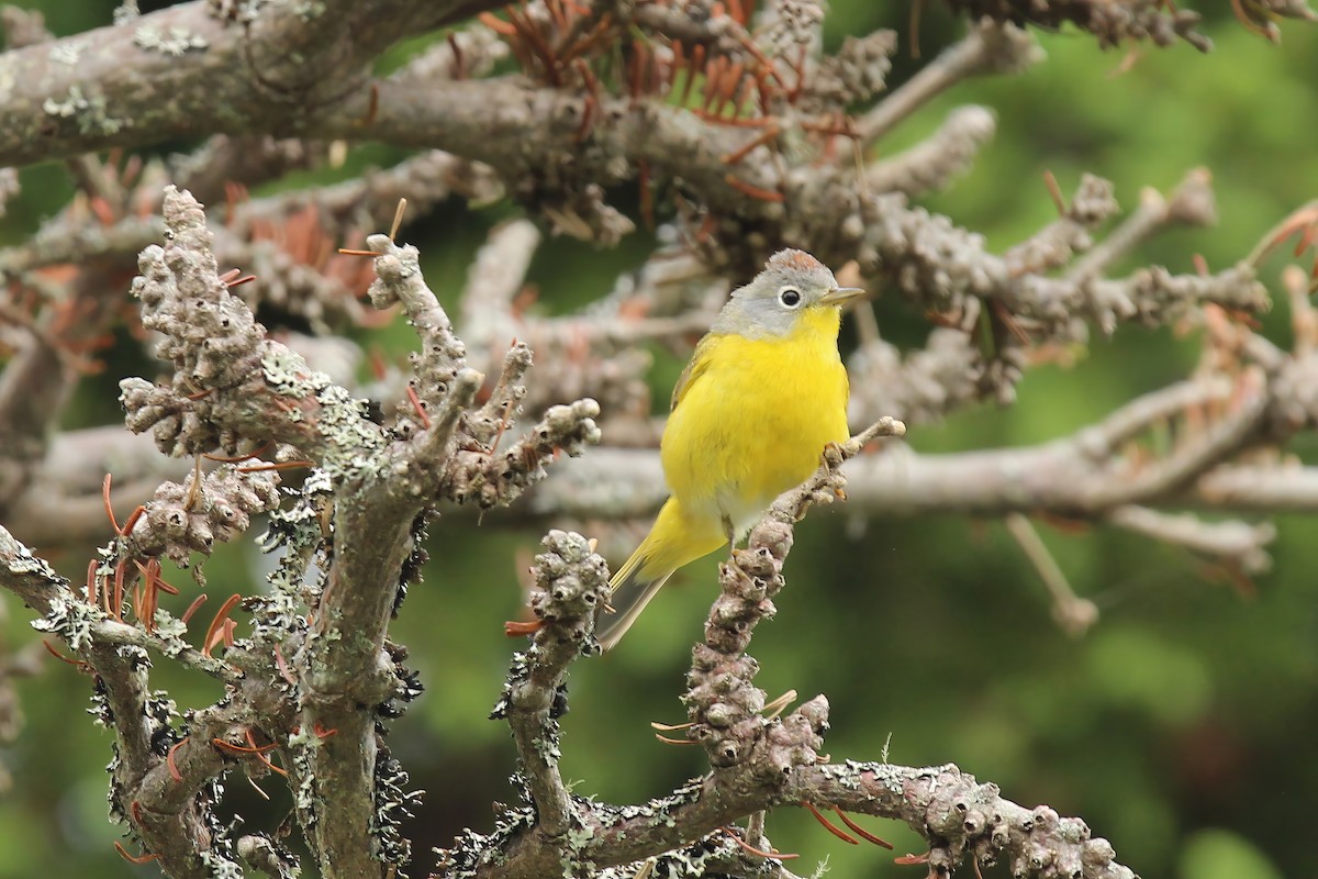 Nashville Warbler - ML620684146