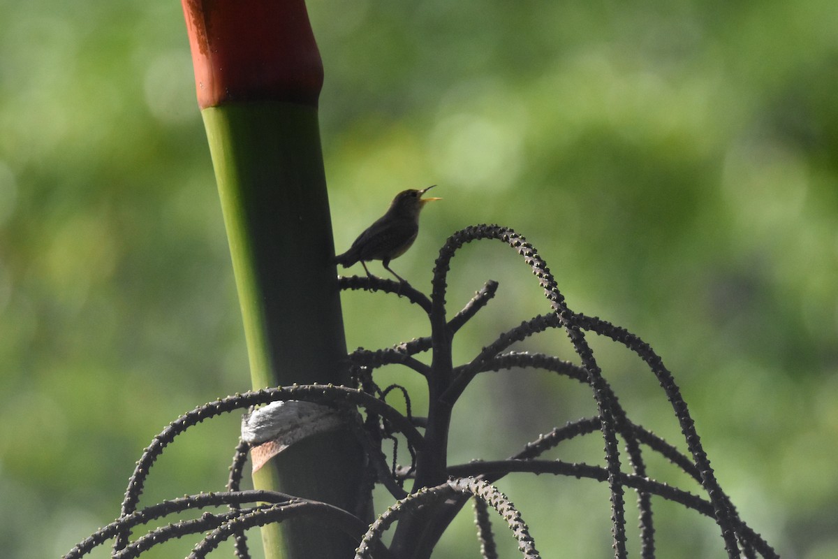 House Wren - ML620684150