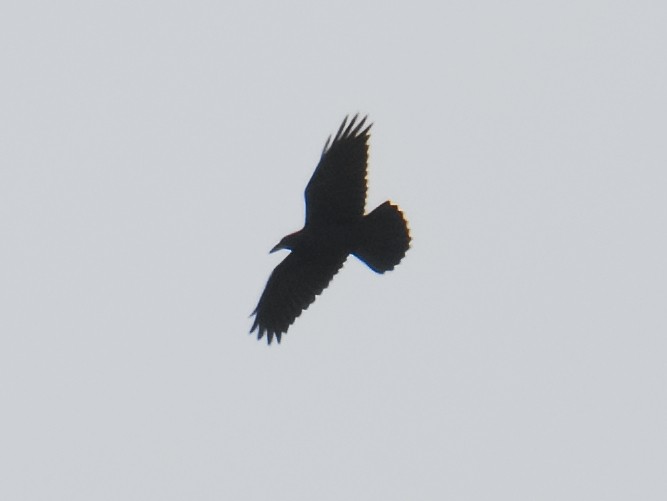 Common Raven - ML620684151