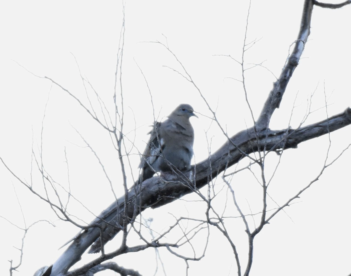 White-winged Dove - ML620684152