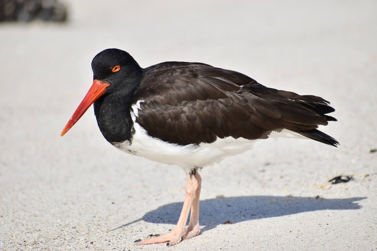 American Oystercatcher - ML620684153