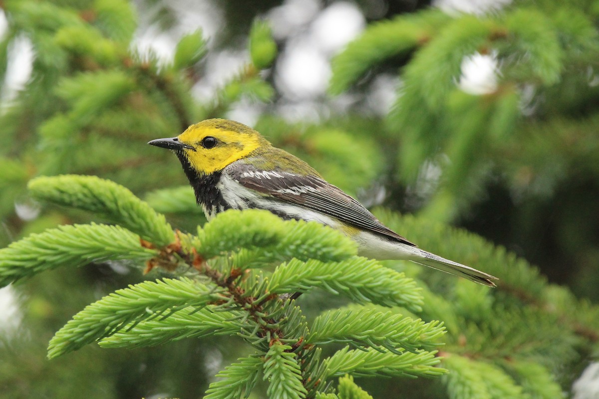 Black-throated Green Warbler - ML620684154