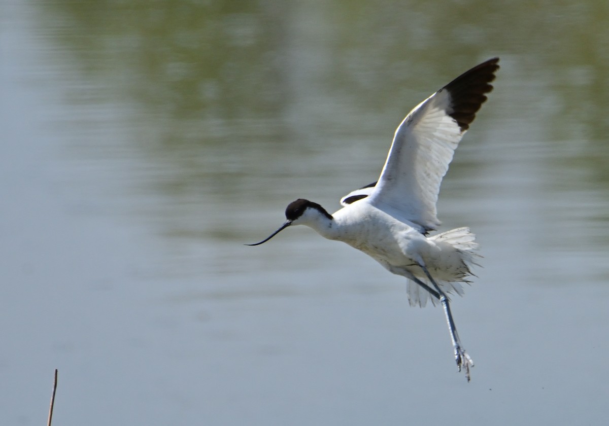 Avoceta Común - ML620684155