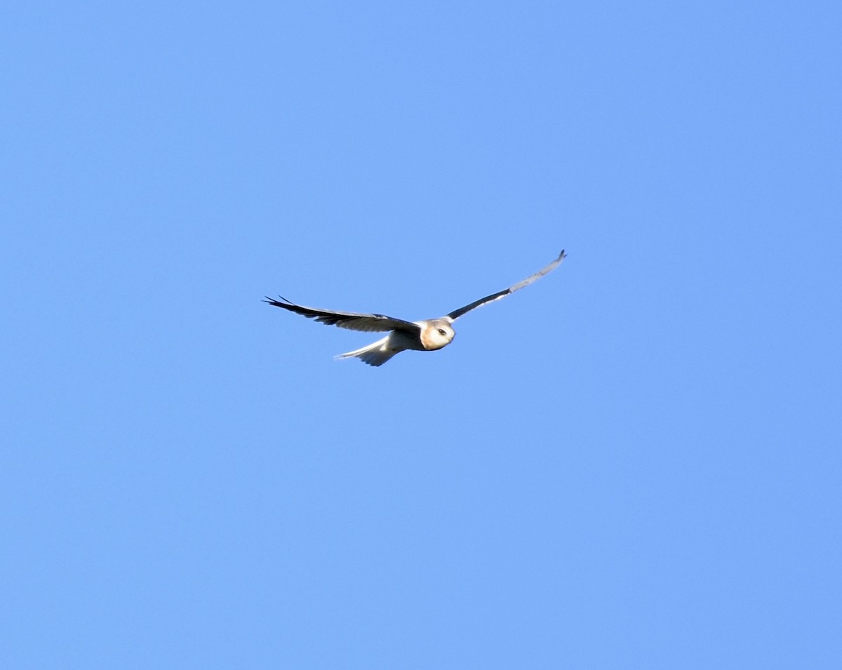 White-tailed Kite - Patricia Langen