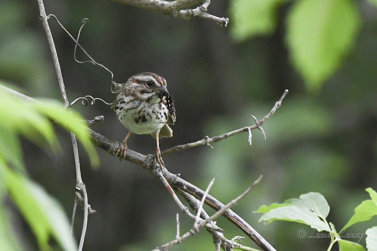 Song Sparrow - Lucien Lemay