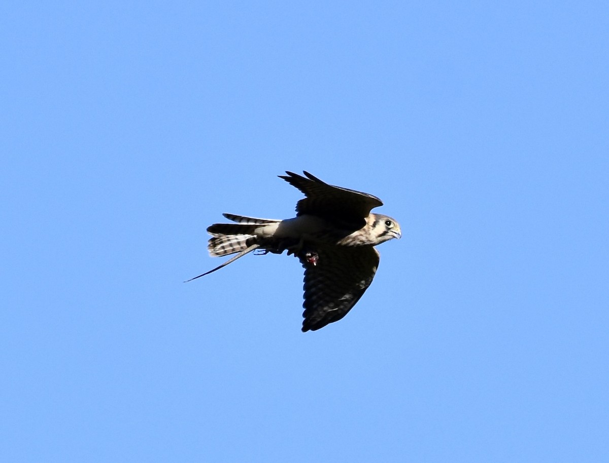 American Kestrel - ML620684162