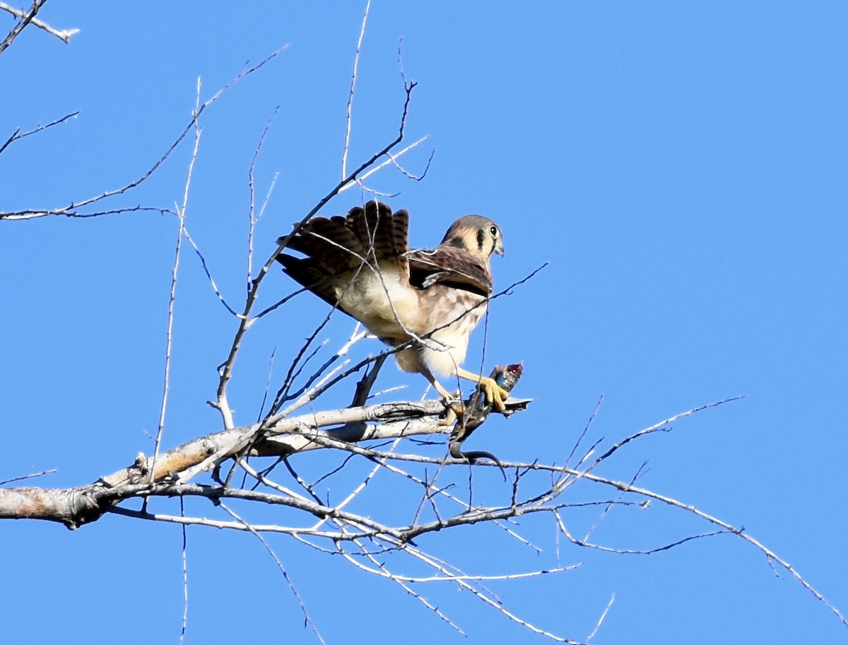 American Kestrel - Patricia Langen