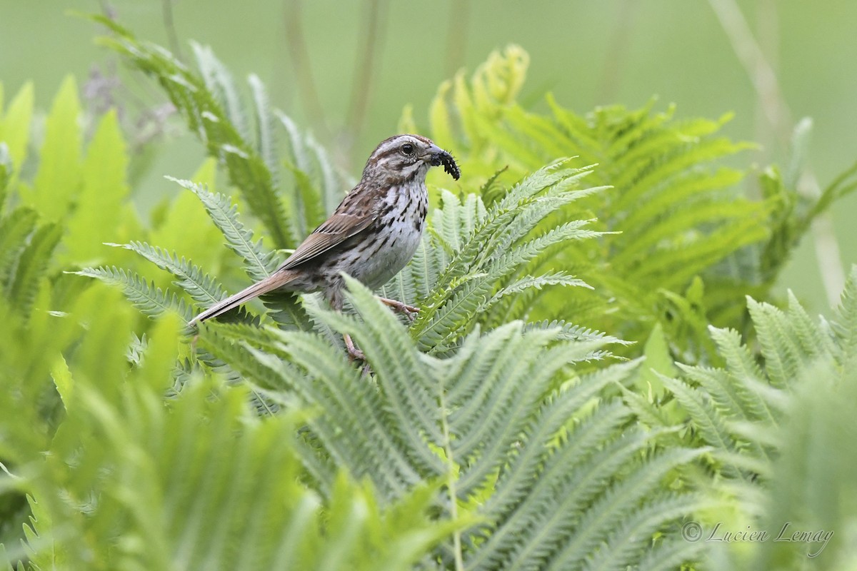 Song Sparrow - ML620684164