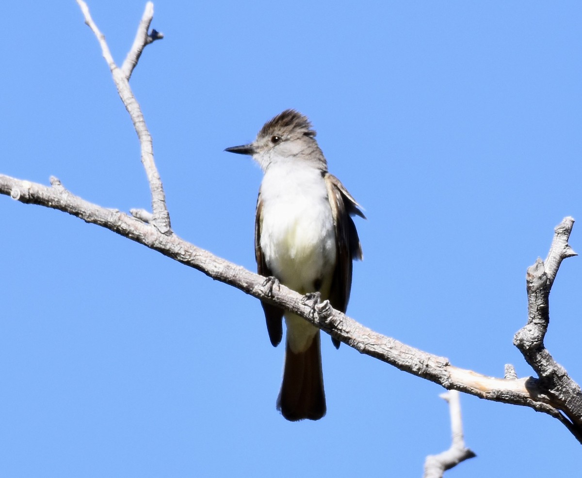 Ash-throated Flycatcher - ML620684165