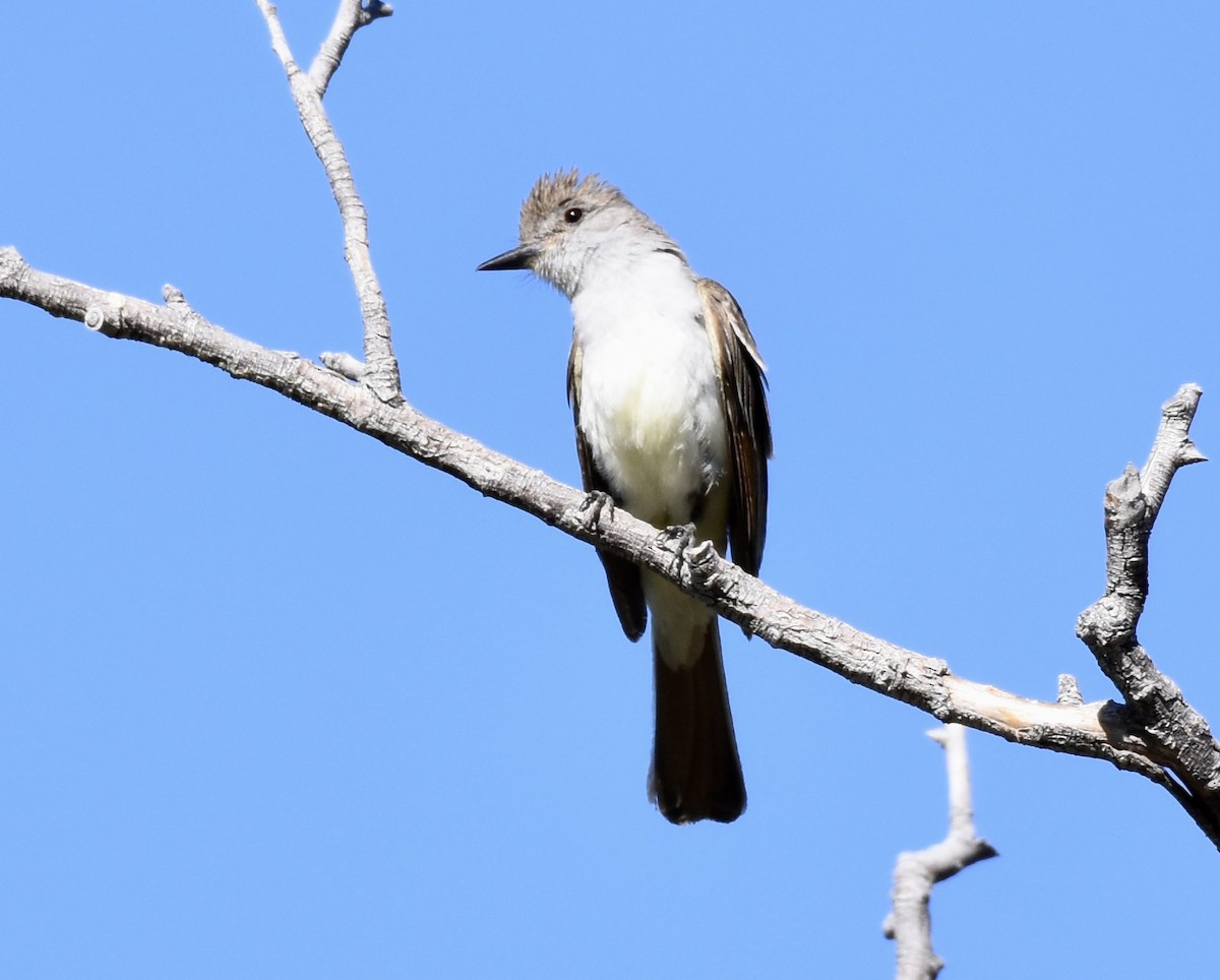 Ash-throated Flycatcher - Patricia Langen